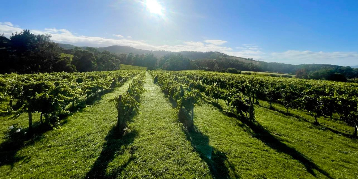 Steels Gate Wines